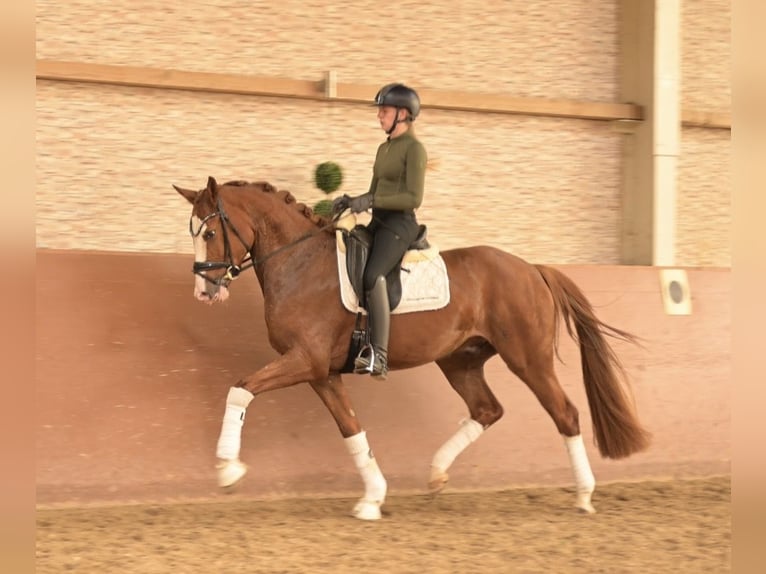 Oldenburg Gelding 4 years 16.1 hh Chestnut-Red in Wehringen