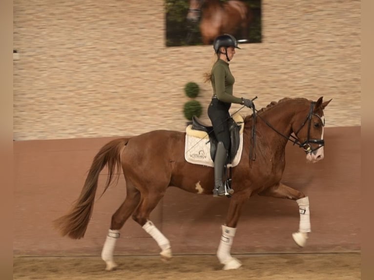 Oldenburg Gelding 4 years 16.1 hh Chestnut-Red in Wehringen