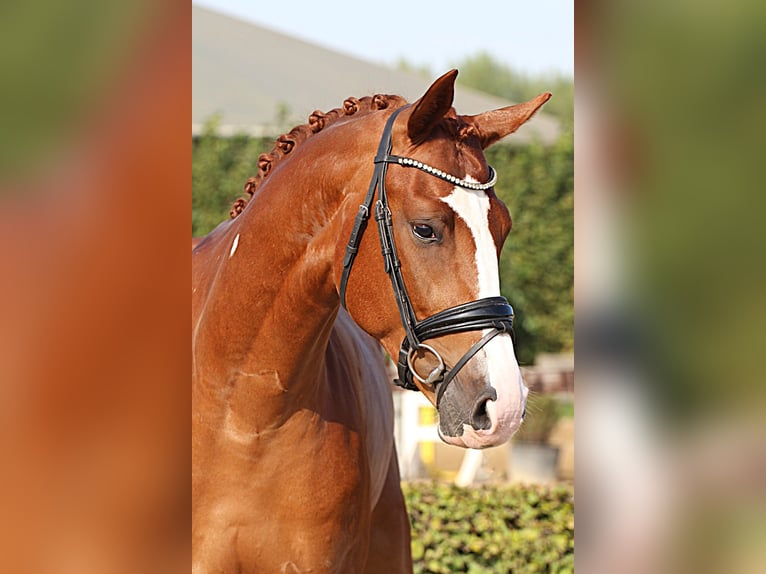 Oldenburg Gelding 4 years 16.1 hh Chestnut-Red in Willich