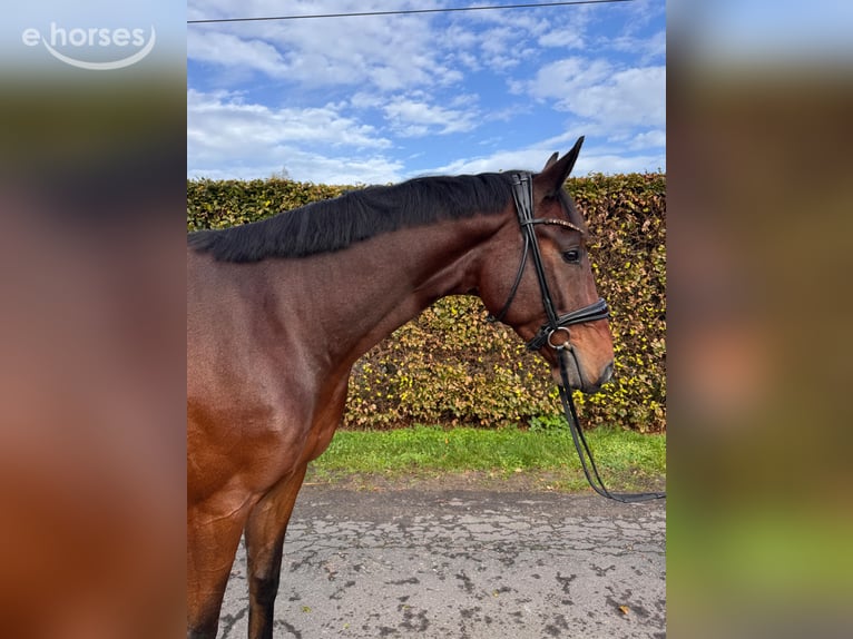 Oldenburg Gelding 4 years 16.1 hh  in Wardenburg