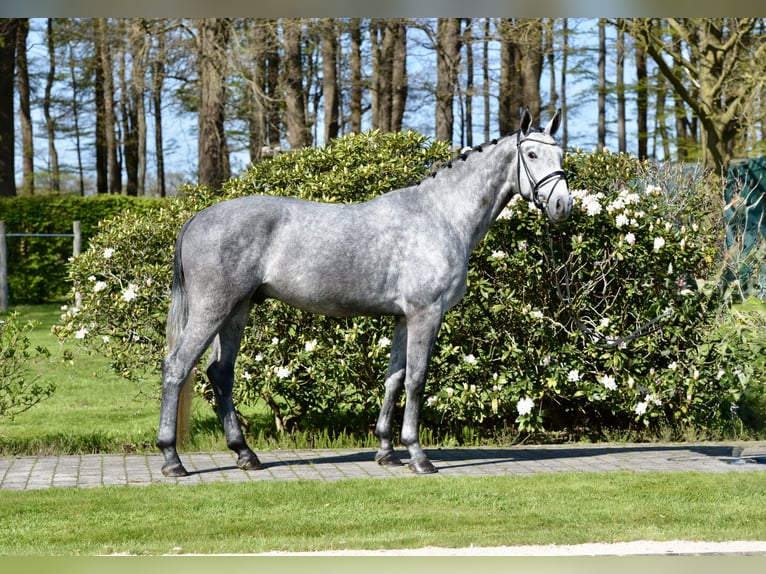 Oldenburg Gelding 4 years 16.1 hh Grey in Vechta