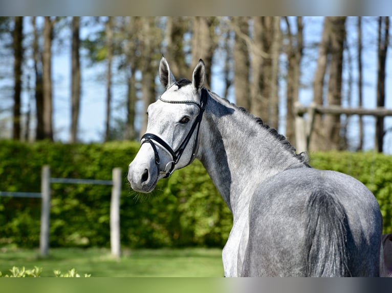 Oldenburg Gelding 4 years 16.1 hh Grey in Vechta