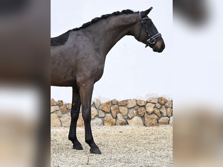 Oldenburg Gelding 4 years 16.1 hh Smoky-Black in Holzen
