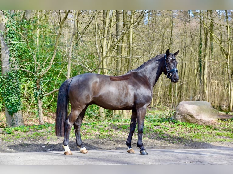 Oldenburg Gelding 4 years 16.1 hh Smoky-Black in Vechta