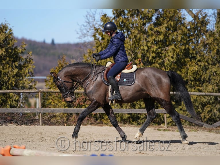 Oldenburg Gelding 4 years 16,1 hh Smoky-Black in Region Prag