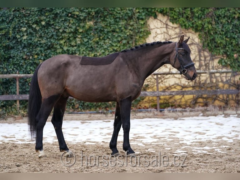 Oldenburg Gelding 4 years 16,1 hh Smoky-Black in Region Prag