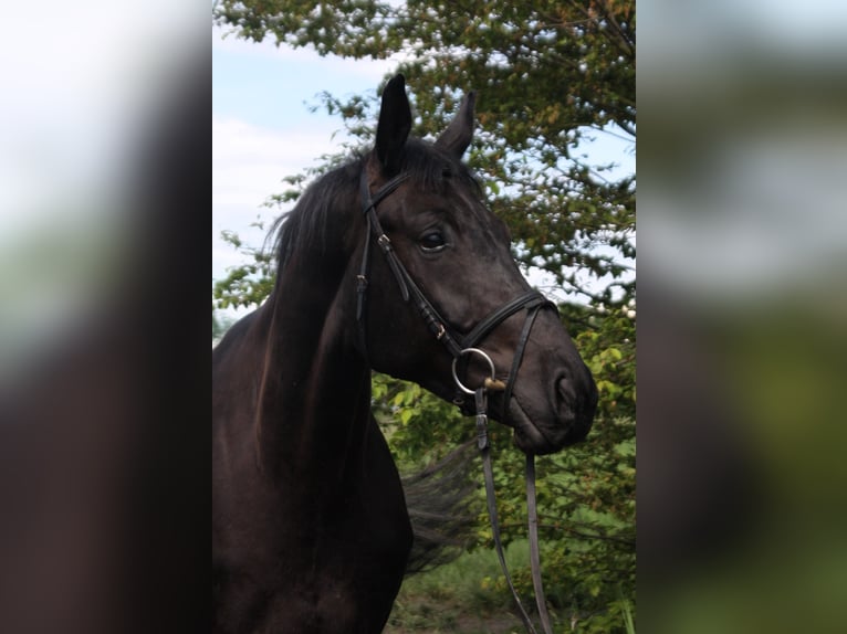 Oldenburg Gelding 4 years 16,1 hh Smoky-Black in Worms