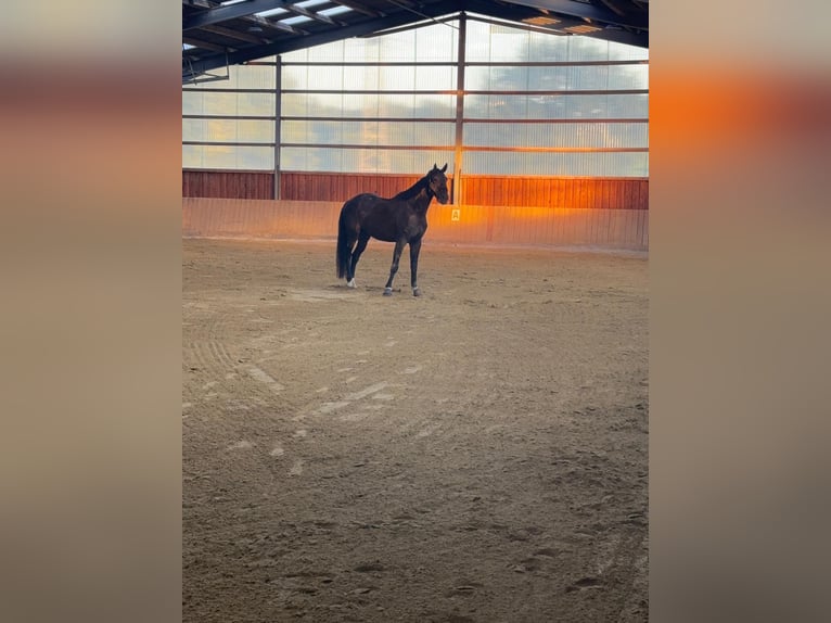 Oldenburg Gelding 4 years 16.2 hh Bay-Dark in Iserlohn