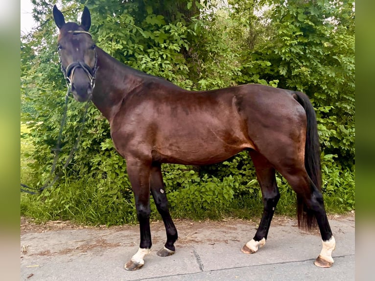 Oldenburg Gelding 4 years 16.2 hh Bay-Dark in Iserlohn