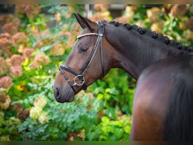 Oldenburg Gelding 4 years 16,2 hh Bay-Dark in Ankum