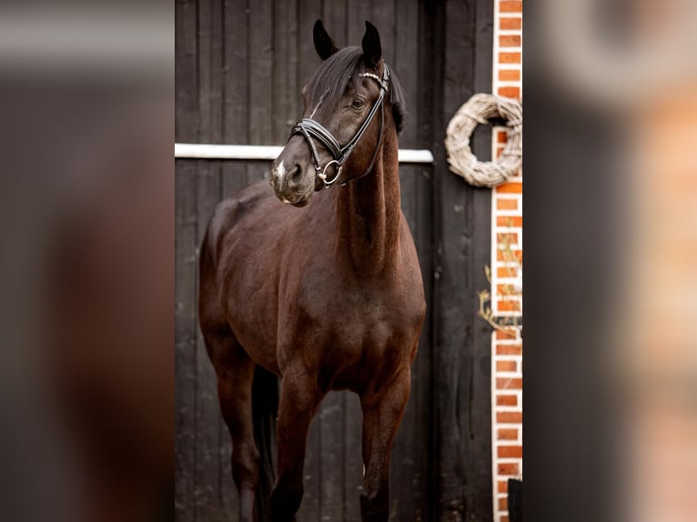 Oldenburg Gelding 4 years 16.2 hh Bay-Dark in Coesfeld