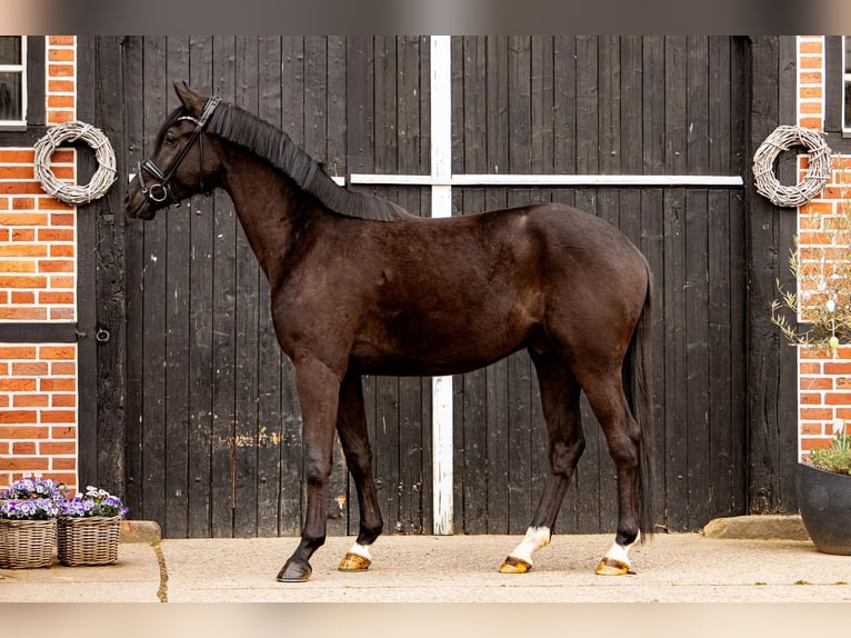 Oldenburg Gelding 4 years 16.2 hh Bay-Dark in Coesfeld