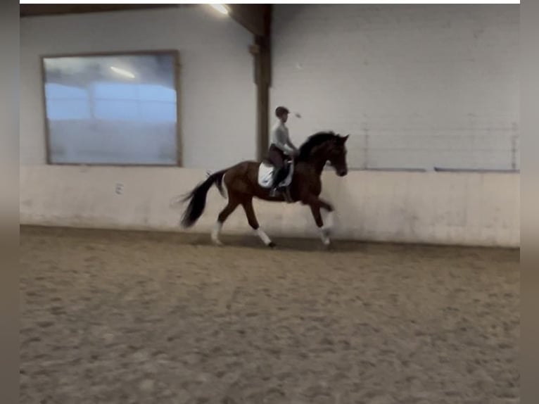 Oldenburg Gelding 4 years 16,2 hh Bay-Dark in GundelfingeN