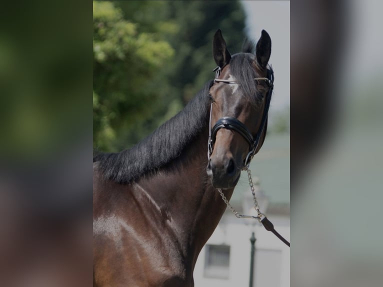 Oldenburg Gelding 4 years 16,2 hh Bay-Dark in Susteren