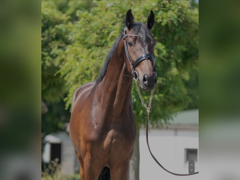 Oldenburg Gelding 4 years 16,2 hh Bay-Dark in Susteren