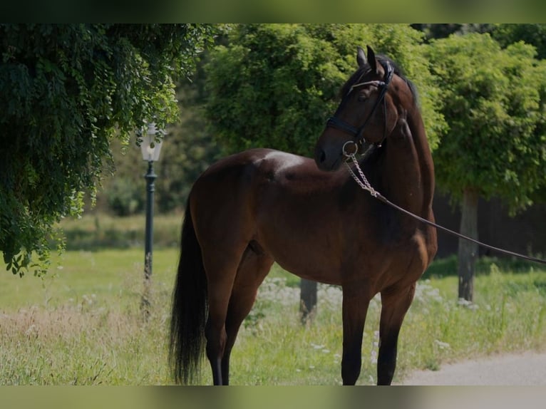 Oldenburg Gelding 4 years 16,2 hh Bay-Dark in Susteren