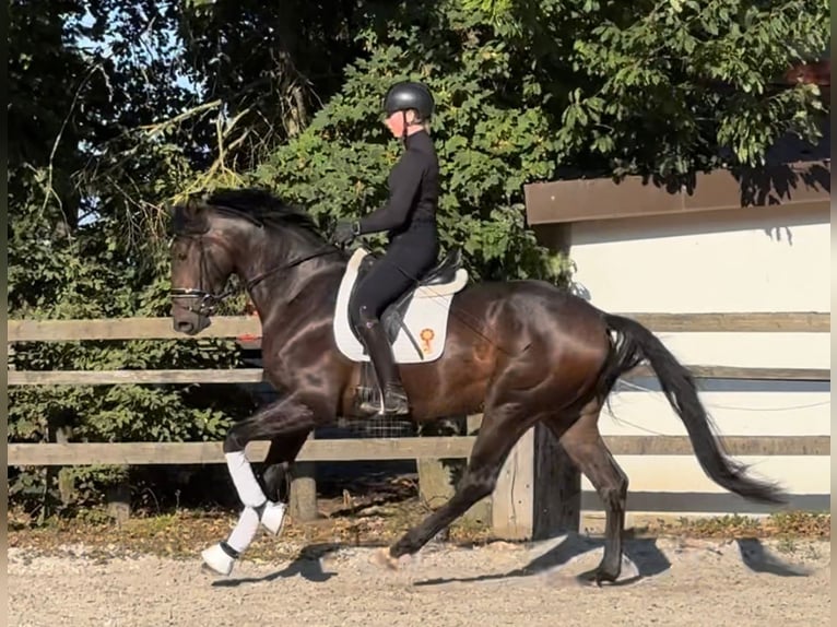 Oldenburg Gelding 4 years 16,2 hh Bay-Dark in Ubstadt-Weiher