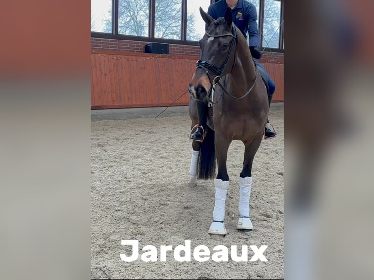 Oldenburg Gelding 4 years 16,2 hh Bay-Dark in Westerstede