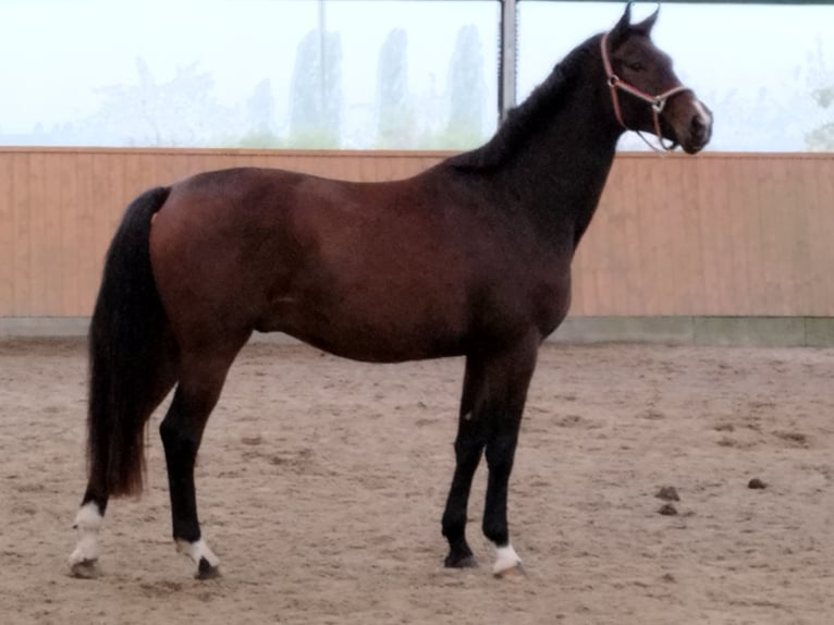 Oldenburg Gelding 4 years 16.2 hh Bay-Dark in Wulkow