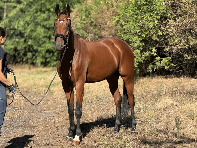 Oldenburg Gelding 4 years 16.2 hh Bay in Budapest