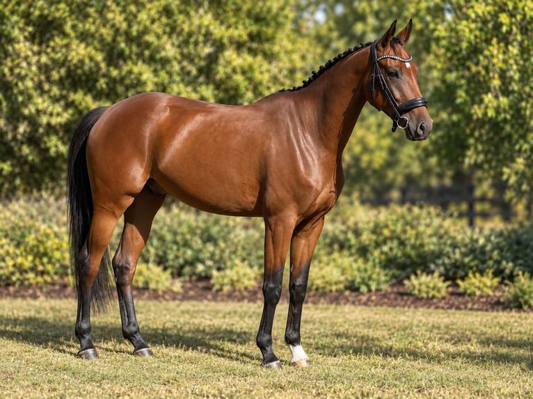 Oldenburg Gelding 4 years 16.2 hh Bay in Budapest