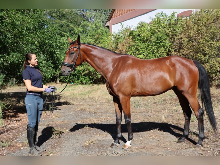 Oldenburg Gelding 4 years 16.2 hh Bay in Budapest