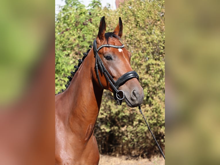 Oldenburg Gelding 4 years 16.2 hh Bay in Budapest
