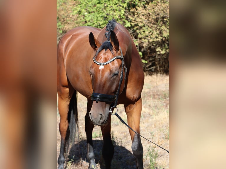 Oldenburg Gelding 4 years 16.2 hh Bay in Budapest