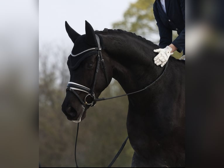 Oldenburg Gelding 4 years 16.2 hh Black in Crespiere