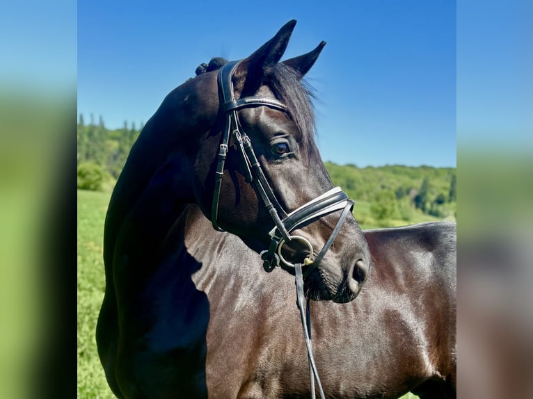 Oldenburg Gelding 4 years 16.2 hh Black in Crespiere