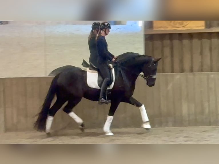 Oldenburg Gelding 4 years 16.2 hh Black in Crespiere