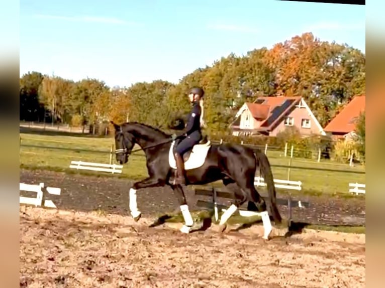 Oldenburg Gelding 4 years 16,2 hh Black in Kirchlinteln