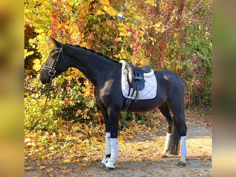 Oldenburg Gelding 4 years 16,2 hh Black in Kirchlinteln