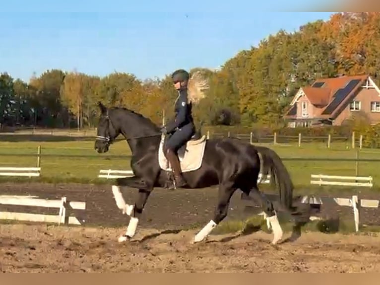 Oldenburg Gelding 4 years 16,2 hh Black in Kirchlinteln