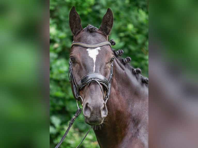 Oldenburg Gelding 4 years 16,2 hh Black in Friesoythe