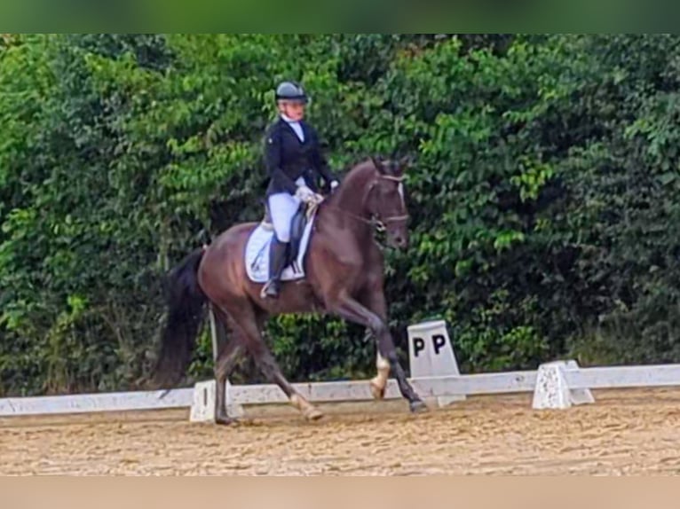 Oldenburg Gelding 4 years 16,2 hh Black in Kempen