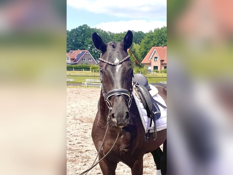 Oldenburg Gelding 4 years 16,2 hh Black in Kirchlinteln