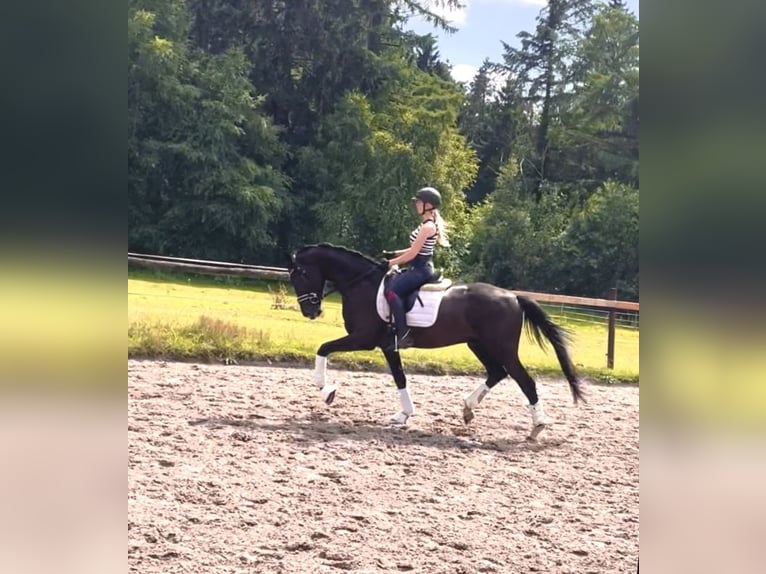 Oldenburg Gelding 4 years 16,2 hh Black in Kirchlinteln