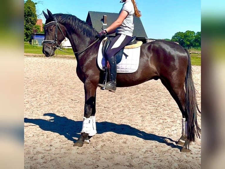 Oldenburg Gelding 4 years 16,2 hh Black in Kirchlinteln