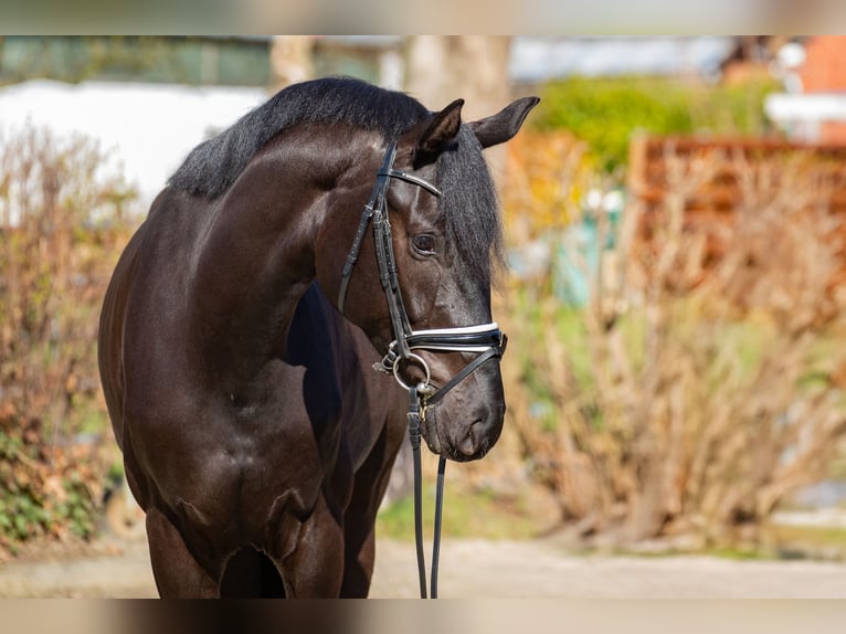 Oldenburg Gelding 4 years 16.2 hh Black in Elmlohe