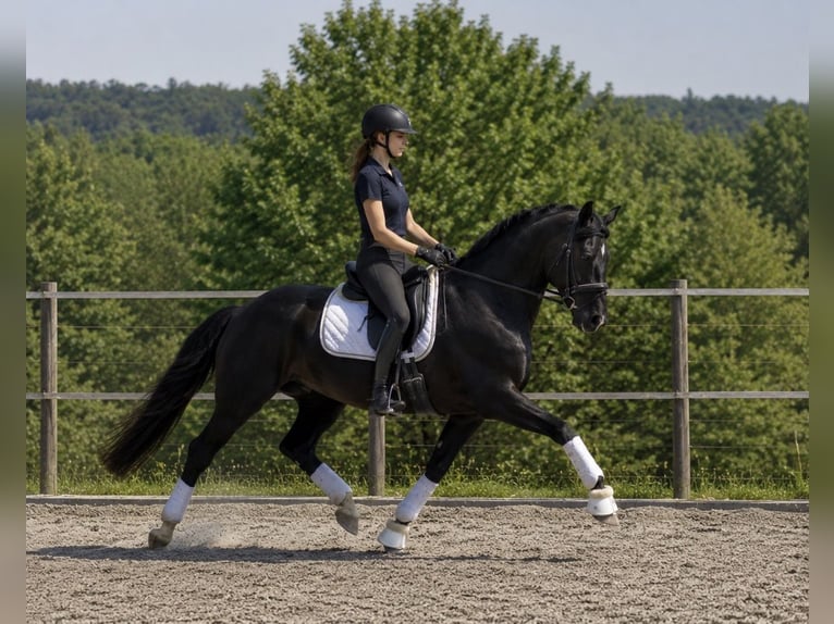 Oldenburg Gelding 4 years 16.2 hh Black in Laubach