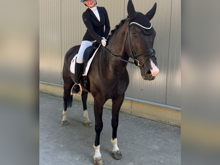 Oldenburg Gelding 4 years 16.2 hh Black in Goch