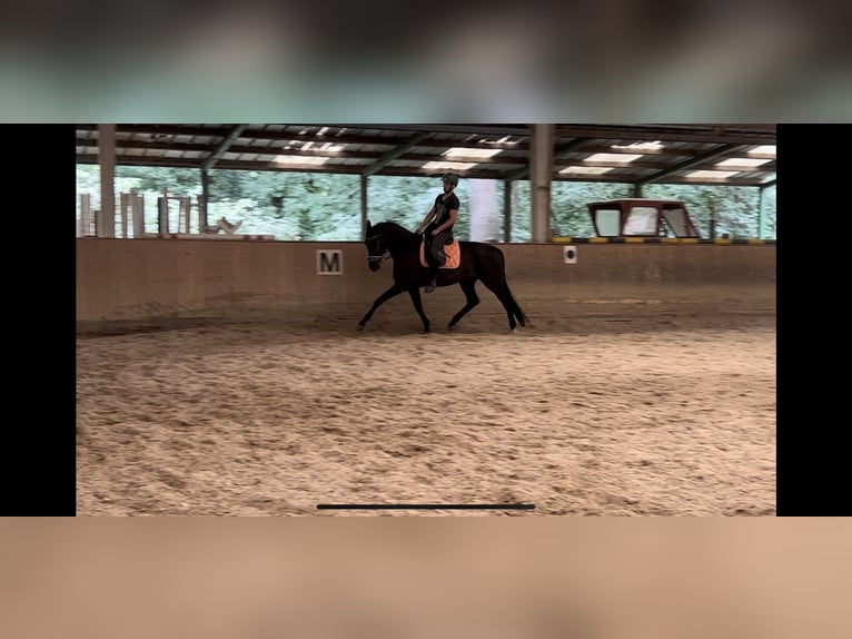 Oldenburg Gelding 4 years 16,2 hh Black in Wien, Leopoldstadt