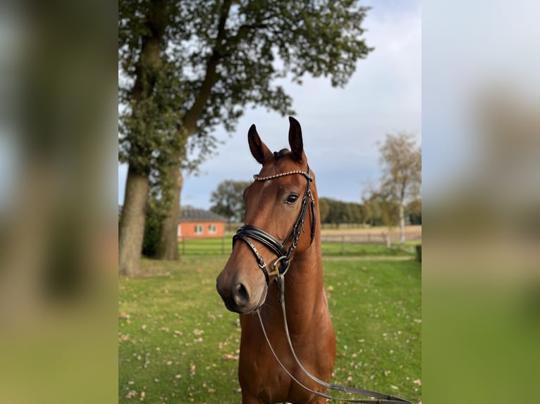 Oldenburg Gelding 4 years 16,2 hh Brown in Bakum