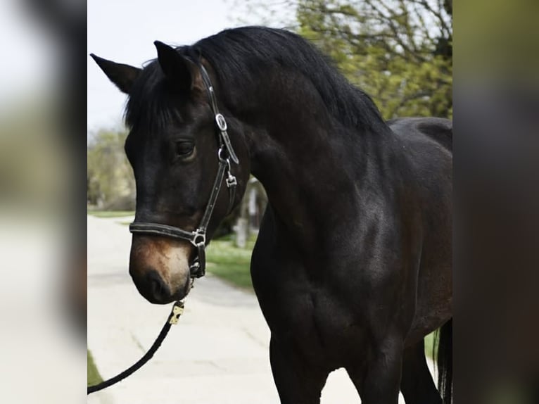 Oldenburg Gelding 4 years 16.2 hh Brown in Békéscsaba