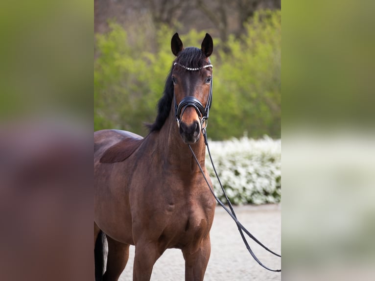 Oldenburg Gelding 4 years 16.2 hh Brown in Elmlohe