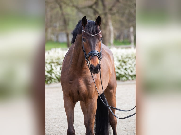 Oldenburg Gelding 4 years 16.2 hh Brown in Elmlohe