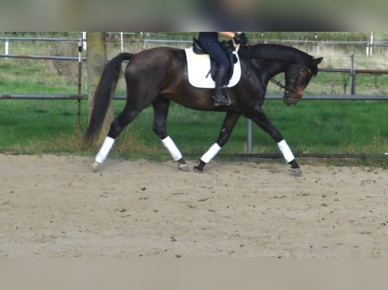 Oldenburg Gelding 4 years 16,2 hh Brown in Petershagen