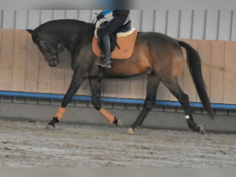 Oldenburg Gelding 4 years 16,2 hh Brown in Petershagen