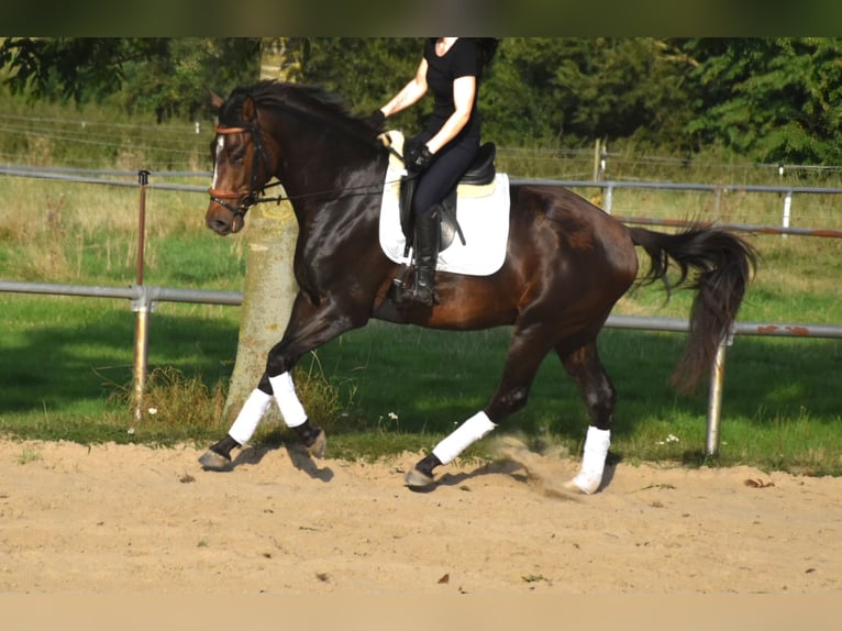 Oldenburg Gelding 4 years 16,2 hh Brown in Petershagen